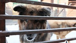 «Почти все из отлова»: в челябинском приюте вместе с Додобоней живут 300 собак