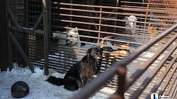 «Почти все из отлова»: в челябинском приюте вместе с Додобоней живут 300 собак
