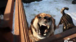 «Почти все из отлова»: в челябинском приюте вместе с Додобоней живут 300 собак