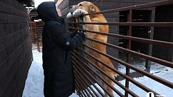 «Почти все из отлова»: в челябинском приюте вместе с Додобоней живут 300 собак