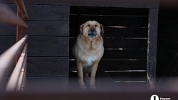 «Почти все из отлова»: в челябинском приюте вместе с Додобоней живут 300 собак