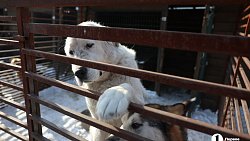 «Почти все из отлова»: в челябинском приюте вместе с Додобоней живут 300 собак