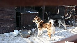 «Почти все из отлова»: в челябинском приюте вместе с Додобоней живут 300 собак