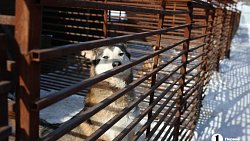 «Почти все из отлова»: в челябинском приюте вместе с Додобоней живут 300 собак