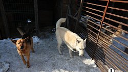 «Почти все из отлова»: в челябинском приюте вместе с Додобоней живут 300 собак