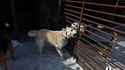 «Почти все из отлова»: в челябинском приюте вместе с Додобоней живут 300 собак