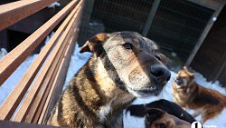 «Почти все из отлова»: в челябинском приюте вместе с Додобоней живут 300 собак