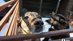 «Почти все из отлова»: в челябинском приюте вместе с Додобоней живут 300 собак