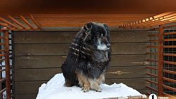 «Почти все из отлова»: в челябинском приюте вместе с Додобоней живут 300 собак