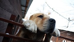 «Почти все из отлова»: в челябинском приюте вместе с Додобоней живут 300 собак