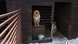 «Почти все из отлова»: в челябинском приюте вместе с Додобоней живут 300 собак
