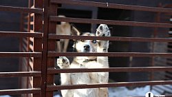 «Почти все из отлова»: в челябинском приюте вместе с Додобоней живут 300 собак