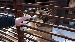 «Почти все из отлова»: в челябинском приюте вместе с Додобоней живут 300 собак