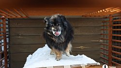 «Почти все из отлова»: в челябинском приюте вместе с Додобоней живут 300 собак