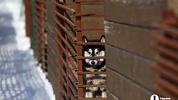 «Почти все из отлова»: в челябинском приюте вместе с Додобоней живут 300 собак