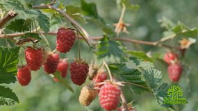 Как правильно ухаживать за рассадой