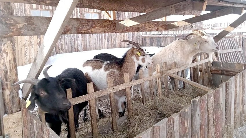 Вблизи Челябинска фермеры развивают агротуризм на собственном подворье