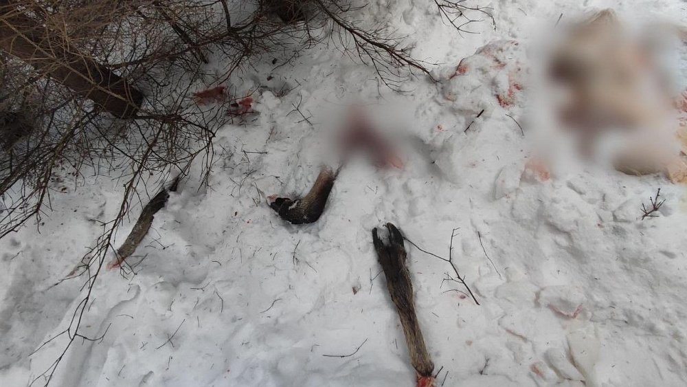 Под Нязепетровском поймали браконьеров, убивших беременную лосиху