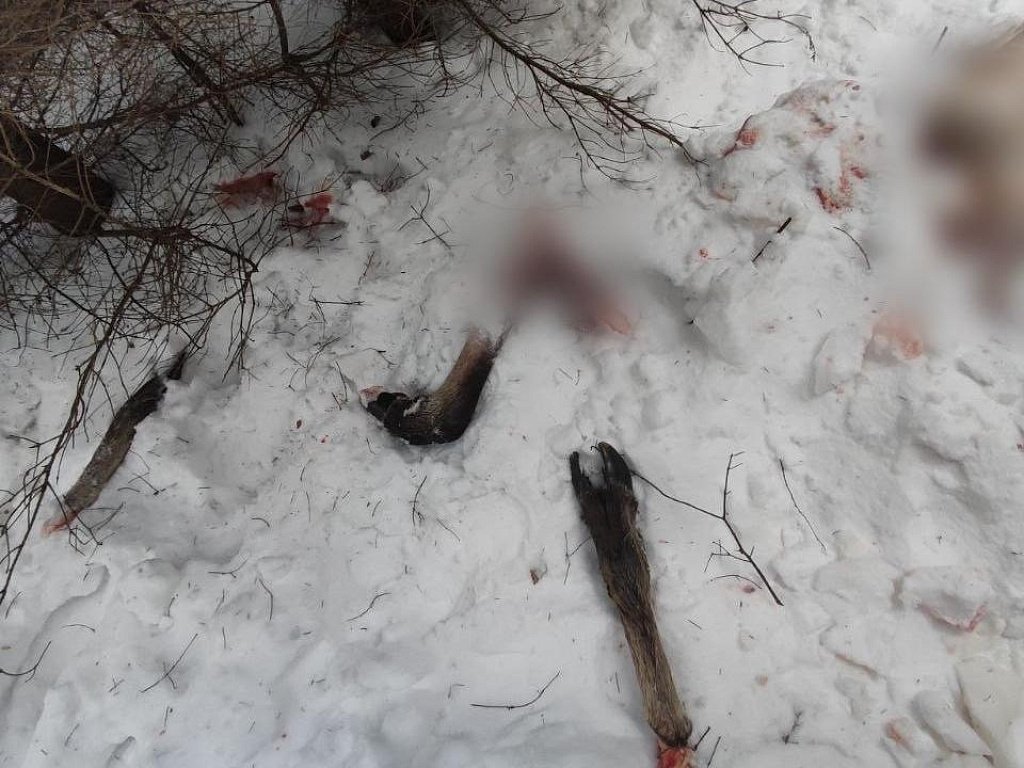 Под Нязепетровском поймали браконьеров, убивших беременную лосиху