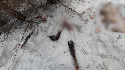 Под Нязепетровском поймали браконьеров, убивших беременную лосиху