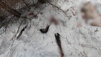 Под Нязепетровском поймали браконьеров, убивших беременную лосиху