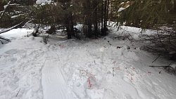 Под Нязепетровском поймали браконьеров, убивших беременную лосиху