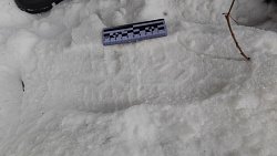 Под Нязепетровском поймали браконьеров, убивших беременную лосиху