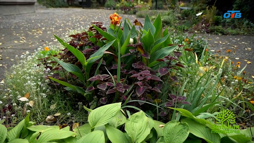 Как создать гармоничные цветники