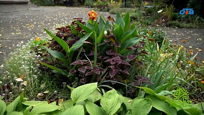 Как создать гармоничные цветники