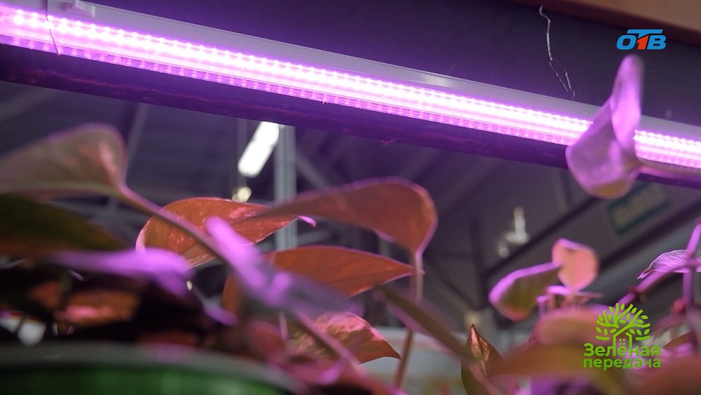 Как правильно освещать рассаду