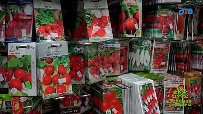 Как правильно выбрать семена