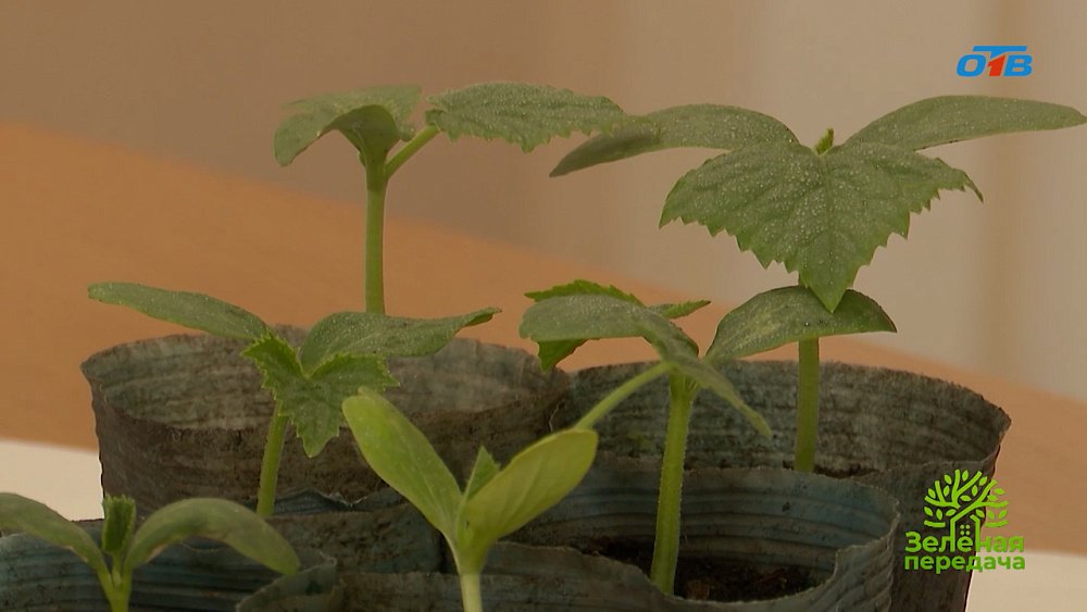 Секреты успешного выращивания молодых растений