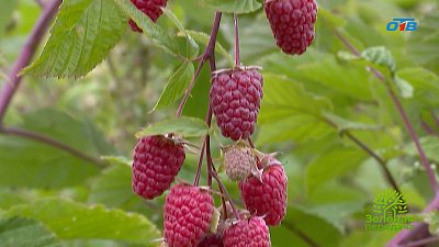 Агротехнические приемы культивирования малины