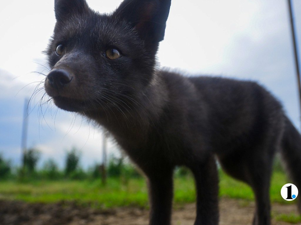 В двух округах Челябинской области ввели карантин из-за бешеных лисиц