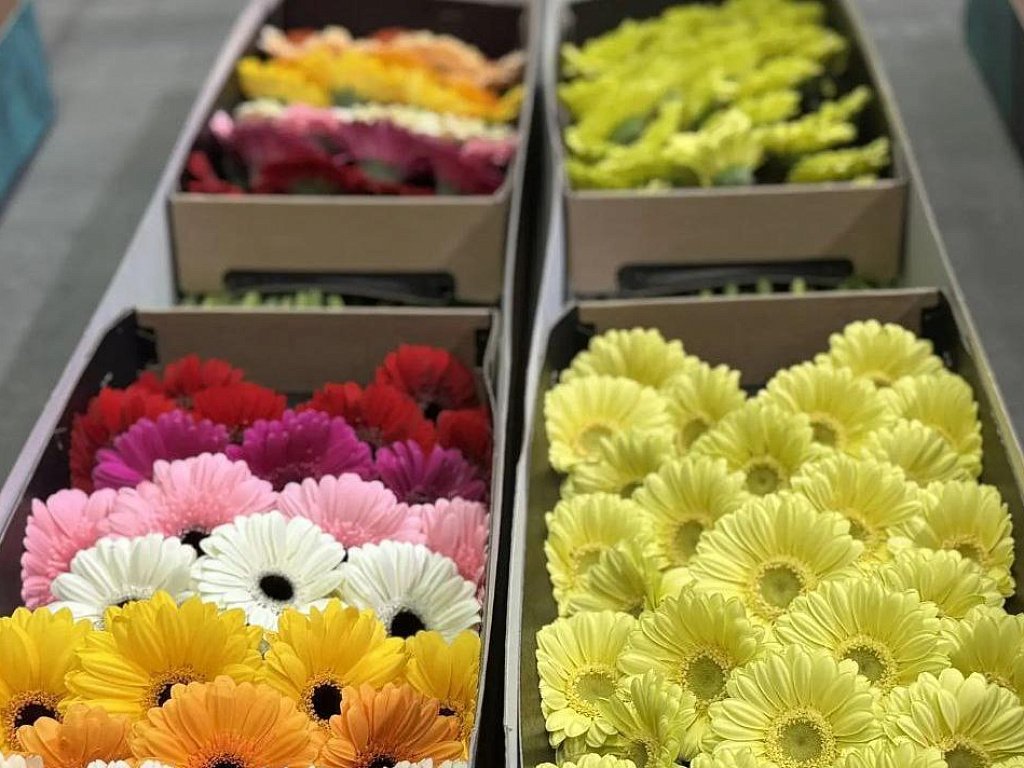 На Южный Урал завезли 8 млн роз и тюльпанов к 8 Марта