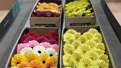 На Южный Урал завезли 8 млн роз и тюльпанов к 8 Марта