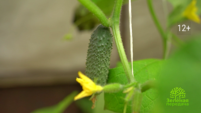 Какие сорта огурцов нужно выращивать в теплицах?