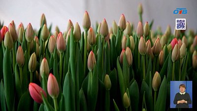 Как в Миассе готовятся к 8 Марта