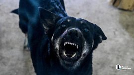 Челябинцы могут бесплатно привить домашних животных от бешенства