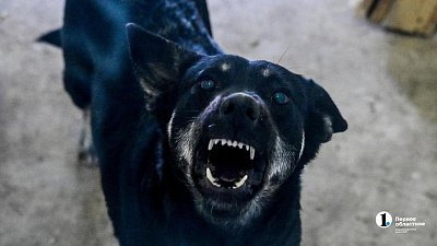 Челябинцы могут бесплатно привить домашних животных от бешенства