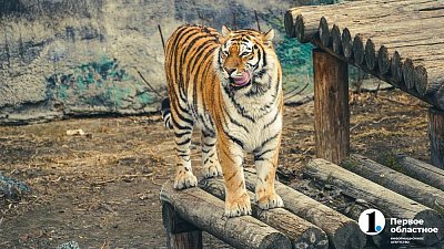 Амурскому тигру Матису из Челябинского зоопарка стало лучше