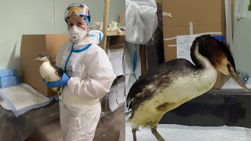 На побережье Черного моря спустя год после ЧП находят мазут и пострадавших птиц