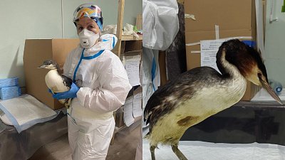 На побережье Черного моря спустя год после ЧП находят мазут и пострадавших птиц