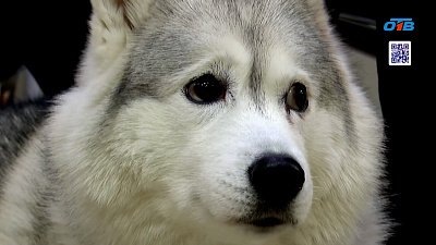 На Южном Урале начался месячник по профилактике бешенства