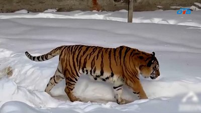 Тигру Матису из Челябинского зоопарка стало лучше