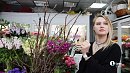 В Челябинске входит в моду дарить женщинам ветки вместо цветов