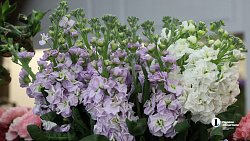 В Челябинске входит в моду дарить женщинам ветки вместо цветов