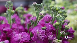 В Челябинске входит в моду дарить женщинам ветки вместо цветов