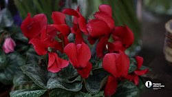 В Челябинске входит в моду дарить женщинам ветки вместо цветов