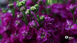 В Челябинске входит в моду дарить женщинам ветки вместо цветов